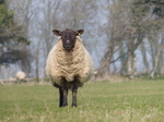 FZ012155 Sheep.jpg